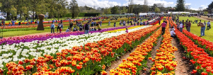 Tourist season begins in Kashmir with the opening of Tulip garden in Srinagar